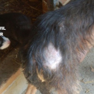 Investigan a un vecino de Rianxo por maltratar a medio centenar de animales