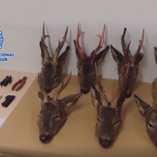 Detenidos dos cazadores furtivos cuando trataban de fugarse con 7 cabezas de corzo