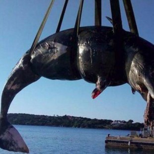 Italia: hallada ballena muerta con 22 kilos de plástico en su estómago