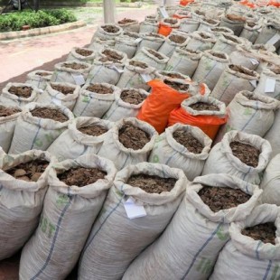 Incautado un cargamento ilegal de 13 toneladas de escamas de pangolín en Singapur