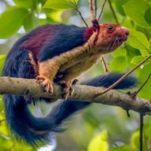 Ardillas con pelaje multicolor en la selva de Malabar