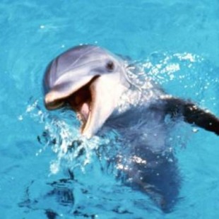 Científicos descubren que el clítoris también sirve a los delfines para tener placer en el sexo
