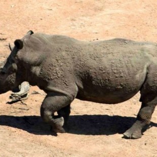 Cazador furtivo de rinocerontes pisoteado hasta morir por elefante; restos comidos por leones.[ENG]