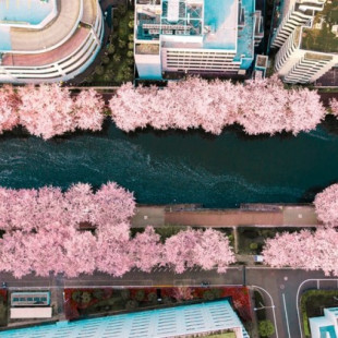 Fotógrafo retrata la ruta de árboles de cerezo en Tokio desde las alturas