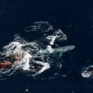 Un grupo de 60 orcas atacan y devoran a una ballena azul