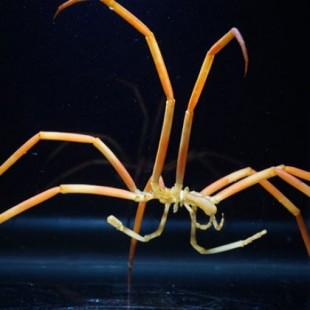 Así alcanzan su gran tamaño las arañas marinas gigantes