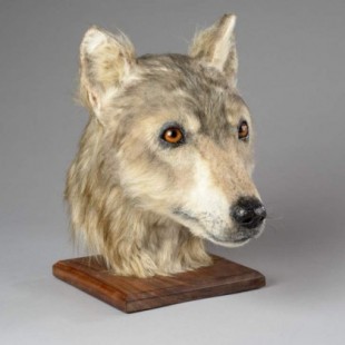 Reconstruyen el rostro de un perro de hace 4500 años a partir de restos encontrados en una tumba neolítica en Escocia