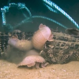Captan a un grupo de extraños crustáceos gigantes devorando un cocodrilo en el fondo del mar