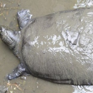 Muere la última hembra conocida de una especie de tortugas en peligro de extinción