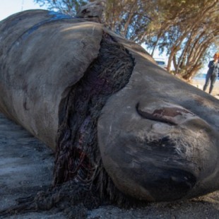 Muere el quinto cetáceo atropellado por un ferri en Canarias en tres meses