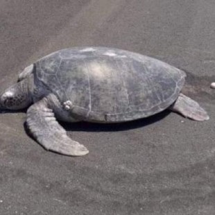 Una tortuga deja sus huevos en una pista de aeropuerto donde antes había una playa