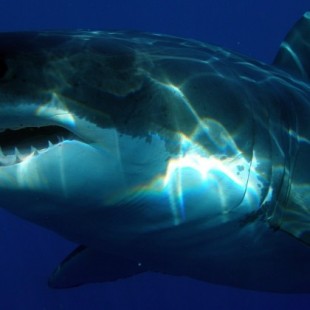 Un estudio confirma que los tiburones blancos temen a las orcas