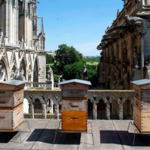 Las abejas que viven en el techo de Notre Dame sobrevivieron al incendio
