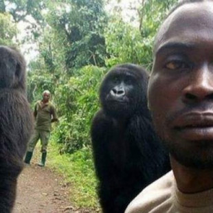 El 'selfie' de un guarda forestal en el Congo con dos gorilas muy humanos