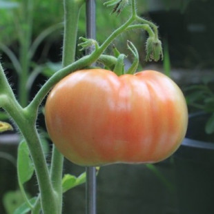 Cómo cultivar tu propia comida si no tienes un jardín