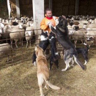 Mastines y pastoreo tradicional, la fórmula para proteger el ganado de los lobos
