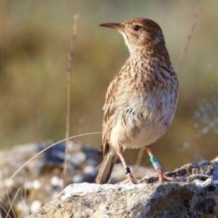 El ave más rara de España se siente en Albacete como en un paraíso