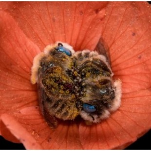 Existe una especie de abeja que duerme en flores y es tan linda como suena
