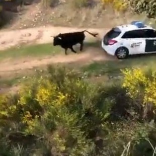 Un toro bravo se escapa en Galapagar y embiste contra varios vehículos de la Guardia Civil