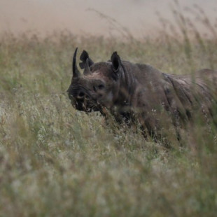 Kenia alerta de la “muerte” del lago Nakuru, famoso por sus rinocerontes y flamencos rosados