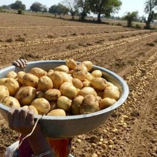 PepsiCo demanda a pequeños agricultores hindues por plantar la variedad de patata que usan en sus "Lays" [ENG]