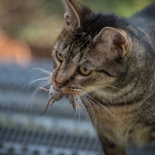 Australia está exterminando millones de gatos en su territorio. Algunos extranjeros no lo llevan nada bien