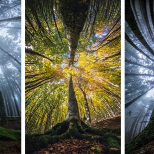 Fotógrafo captura la magia de mirar hacia arriba en medio del bosque
