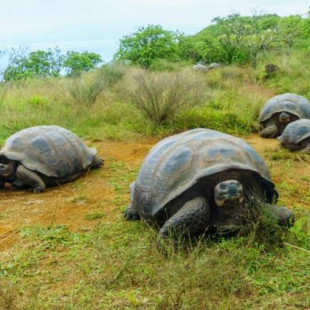 Las tortugas gigantes migran de manera impredecible ante el cambio climático