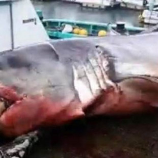 Un tiburón blanco de 2.000 kg muere asfixiado intentando devorar una tortuga