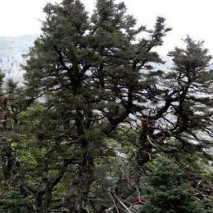 Pinsapares andaluces: un paseo por una reliquia botánica del Terciario
