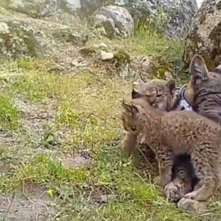 Naturaleza: Nacen cuatro crías de lince Ibérico en los Montes de Toledo