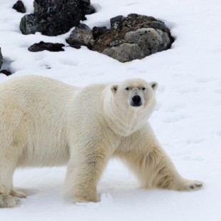 Habitantes de una aldea en Rusia se conmueven por la llegada de un oso polar en búsqueda de alimento