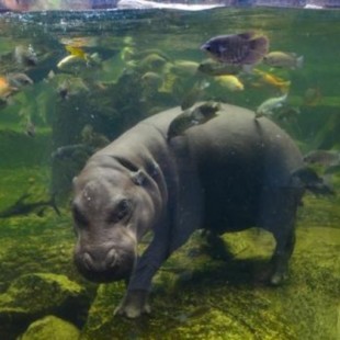 La escasez de caca de hipopótamo pone en riesgo la alimentación de millones de personas