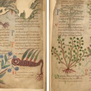 Manuscrito de remedios herbolarios de 1,000 años de antigüedad ya está disponible en línea