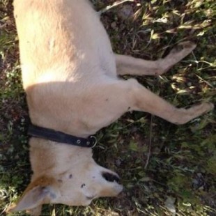 «Casi me cazan...»: un vecino de Aldeire narra cómo tirotearon a sus perros cuando corría con ellos por el monte