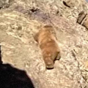 Cachorro de Oso cae por un acantilado por culpa de varias personas