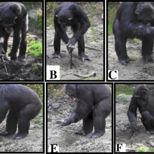 Chimpancés cautivos utilizan herramientas para desenterrar alimentos