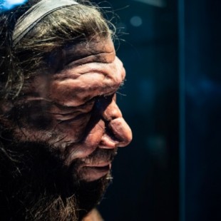 Un estudio sugiere que Neandertales y Humanos Modernos divergieron hace al menos 800.000 años