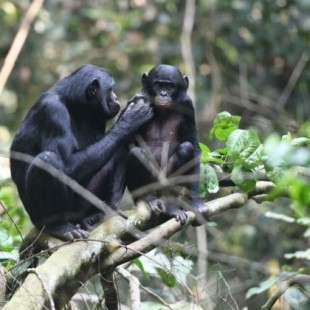 Las bonobos ayudan a sus hijos a encontrar hembras porque quieren ser abuelas