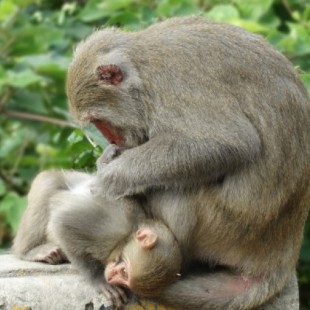 Monos se mostraron capaces de tomar decisiones complejas para resolver problemas