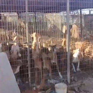 Perros atados y comiendo sus propios excrementos: el terrible vídeo denuncia de PACMA en Canarias