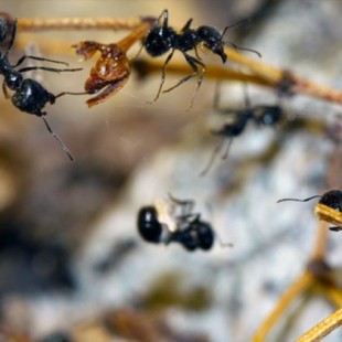 Las hormigas de rescate salvan a camaradas enredados en seda de araña (ING)