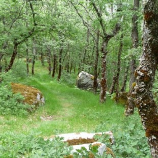 Bosque del Tejedelo