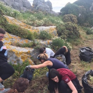 Voluntarios retiran más de una tonelada de plantas invasoras en las Cíes y Ons