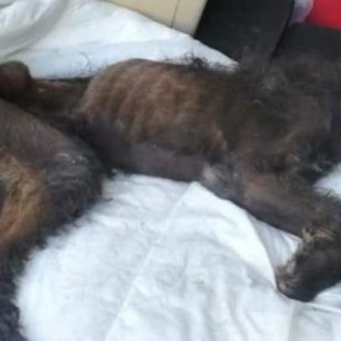 Detenida por dejar morir de hambre a su perro en una terraza en Alicante