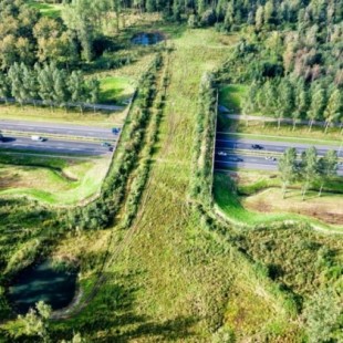 Holanda ya tiene 600 puentes verdes para que los animales crucen las autopistas de forma segura