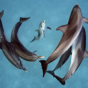 La inteligencia de los delfines