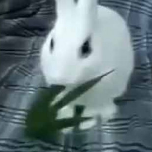 Los terribles efectos secundario de la marihuana en los conejos