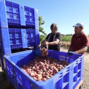 Los empresarios piden mano de obra extranjera para recoger la fruta