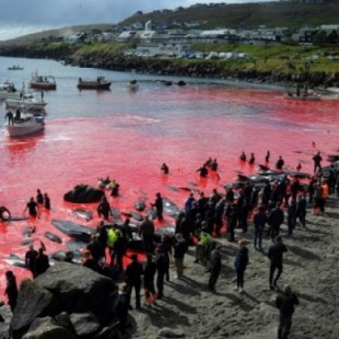 La tradición de Islas Feroe en la que se destripa a 250 ballenas y delfines